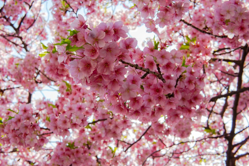 Photo of cherry blossoms